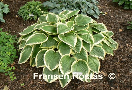 Hosta Warwick Choice